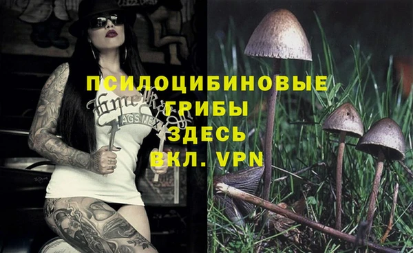 сатива Россошь
